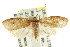  ( - CCDB-15769-F02)  @11 [ ] CreativeCommons - Attribution (2011) ANIC/CBG Photography Group Centre for Biodiversity Genomics