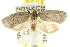  ( - CCDB-15769-H11)  @13 [ ] CreativeCommons - Attribution (2011) ANIC/CBG Photography Group Centre for Biodiversity Genomics