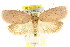  ( - CCDB-15770-B04)  @14 [ ] CreativeCommons - Attribution (2011) ANIC/CBG Photography Group Centre for Biodiversity Genomics