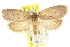  ( - CCDB-15770-B05)  @14 [ ] CreativeCommons - Attribution (2011) ANIC/CBG Photography Group Centre for Biodiversity Genomics