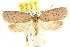  ( - CCDB-15770-B06)  @14 [ ] CreativeCommons - Attribution (2011) ANIC/CBG Photography Group Centre for Biodiversity Genomics