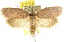  ( - CCDB-15770-B09)  @15 [ ] CreativeCommons - Attribution (2011) ANIC/CBG Photography Group Centre for Biodiversity Genomics