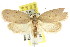 ( - CCDB-15770-B12)  @15 [ ] CreativeCommons - Attribution (2011) ANIC/CBG Photography Group Centre for Biodiversity Genomics