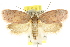  (Garrha carnea - CCDB-15770-C03)  @15 [ ] CreativeCommons - Attribution (2011) ANIC/CBG Photography Group Centre for Biodiversity Genomics
