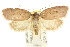  ( - CCDB-15770-C04)  @14 [ ] CreativeCommons - Attribution (2011) ANIC/CBG Photography Group Centre for Biodiversity Genomics