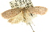  ( - CCDB-15770-C05)  @14 [ ] CreativeCommons - Attribution (2011) ANIC/CBG Photography Group Centre for Biodiversity Genomics