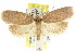  ( - CCDB-15770-C07)  @14 [ ] CreativeCommons - Attribution (2011) ANIC/CBG Photography Group Centre for Biodiversity Genomics