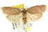  ( - CCDB-15770-C09)  @14 [ ] CreativeCommons - Attribution (2011) ANIC/CBG Photography Group Centre for Biodiversity Genomics