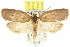  ( - CCDB-15770-C10)  @13 [ ] CreativeCommons - Attribution (2011) ANIC/CBG Photography Group Centre for Biodiversity Genomics