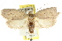  ( - CCDB-15770-C12)  @12 [ ] CreativeCommons - Attribution (2011) ANIC/CBG Photography Group Centre for Biodiversity Genomics