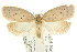  ( - CCDB-15770-D07)  @14 [ ] CreativeCommons - Attribution (2011) ANIC/CBG Photography Group Centre for Biodiversity Genomics