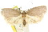  ( - CCDB-15770-D08)  @13 [ ] CreativeCommons - Attribution (2011) ANIC/CBG Photography Group Centre for Biodiversity Genomics