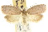  ( - CCDB-15770-E04)  @14 [ ] CreativeCommons - Attribution (2011) ANIC/CBG Photography Group Centre for Biodiversity Genomics