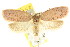  ( - CCDB-15770-F02)  @14 [ ] CreativeCommons - Attribution (2011) ANIC/CBG Photography Group Centre for Biodiversity Genomics