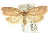  ( - CCDB-15770-F03)  @14 [ ] CreativeCommons - Attribution (2011) ANIC/CBG Photography Group Centre for Biodiversity Genomics