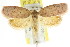  ( - CCDB-15770-F08)  @15 [ ] CreativeCommons - Attribution (2011) ANIC/CBG Photography Group Centre for Biodiversity Genomics