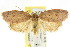  ( - CCDB-15770-F09)  @15 [ ] CreativeCommons - Attribution (2011) ANIC/CBG Photography Group Centre for Biodiversity Genomics