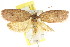  ( - CCDB-15770-F10)  @14 [ ] CreativeCommons - Attribution (2011) ANIC/CBG Photography Group Centre for Biodiversity Genomics