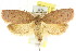  (Garrha sp. ANIC97 - CCDB-15770-F11)  @15 [ ] CreativeCommons - Attribution (2011) ANIC/CBG Photography Group Centre for Biodiversity Genomics