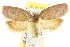  ( - CCDB-15770-G03)  @14 [ ] CreativeCommons - Attribution (2011) ANIC/CBG Photography Group Centre for Biodiversity Genomics