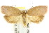  ( - CCDB-15770-G05)  @11 [ ] CreativeCommons - Attribution (2011) ANIC/CBG Photography Group Centre for Biodiversity Genomics