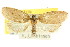  ( - CCDB-15770-H02)  @11 [ ] CreativeCommons - Attribution (2011) ANIC/CBG Photography Group Centre for Biodiversity Genomics