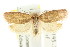  ( - CCDB-15770-H08)  @14 [ ] CreativeCommons - Attribution (2011) ANIC/CBG Photography Group Centre for Biodiversity Genomics