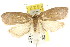  ( - CCDB-15771-A11)  @12 [ ] CreativeCommons - Attribution (2011) ANIC/CBG Photography Group Centre for Biodiversity Genomics