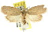  ( - CCDB-15771-B12)  @12 [ ] CreativeCommons - Attribution (2011) ANIC/CBG Photography Group Centre for Biodiversity Genomics