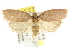  ( - CCDB-15771-C09)  @13 [ ] CreativeCommons - Attribution (2011) ANIC/CBG Photography Group Centre for Biodiversity Genomics