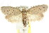  (Pedois sarcinodes - CCDB-15771-D01)  @15 [ ] CreativeCommons - Attribution (2011) ANIC/CBG Photography Group Centre for Biodiversity Genomics