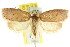  ( - CCDB-15771-D04)  @11 [ ] CreativeCommons - Attribution (2011) ANIC/CBG Photography Group Centre for Biodiversity Genomics