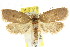  ( - CCDB-15771-D05)  @14 [ ] CreativeCommons - Attribution (2011) ANIC/CBG Photography Group Centre for Biodiversity Genomics