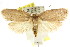  (Garrha rufimaculella - CCDB-15771-D10)  @15 [ ] CreativeCommons - Attribution (2011) ANIC/CBG Photography Group Centre for Biodiversity Genomics