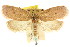  ( - CCDB-15771-E10)  @14 [ ] CreativeCommons - Attribution (2011) ANIC/CBG Photography Group Centre for Biodiversity Genomics