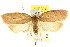  ( - CCDB-15771-E12)  @12 [ ] CreativeCommons - Attribution (2011) ANIC/CBG Photography Group Centre for Biodiversity Genomics