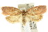  ( - CCDB-15771-F03)  @14 [ ] CreativeCommons - Attribution (2011) ANIC/CBG Photography Group Centre for Biodiversity Genomics