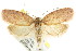  ( - CCDB-15771-F04)  @14 [ ] CreativeCommons - Attribution (2011) ANIC/CBG Photography Group Centre for Biodiversity Genomics