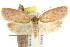  ( - CCDB-15771-F05)  @15 [ ] CreativeCommons - Attribution (2011) ANIC/CBG Photography Group Centre for Biodiversity Genomics