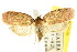  ( - CCDB-15771-G07)  @11 [ ] CreativeCommons - Attribution (2011) ANIC/CBG Photography Group Centre for Biodiversity Genomics