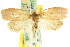  ( - CCDB-15771-G08)  @14 [ ] CreativeCommons - Attribution (2011) ANIC/CBG Photography Group Centre for Biodiversity Genomics