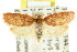  ( - CCDB-15771-H07)  @11 [ ] CreativeCommons - Attribution (2011) ANIC/CBG Photography Group Centre for Biodiversity Genomics