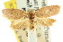  ( - CCDB-15771-H09)  @12 [ ] CreativeCommons - Attribution (2011) ANIC/CBG Photography Group Centre for Biodiversity Genomics