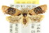  ( - CCDB-15772-A03)  @14 [ ] CreativeCommons - Attribution (2011) ANIC/CBG Photography Group Centre for Biodiversity Genomics