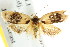  ( - CCDB-15772-A09)  @13 [ ] CreativeCommons - Attribution (2011) ANIC/CBG Photography Group Centre for Biodiversity Genomics