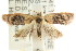  ( - CCDB-15772-A10)  @13 [ ] CreativeCommons - Attribution (2011) ANIC/CBG Photography Group Centre for Biodiversity Genomics