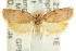  ( - CCDB-15772-B06)  @13 [ ] CreativeCommons - Attribution (2011) ANIC/CBG Photography Group Centre for Biodiversity Genomics