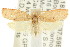  ( - CCDB-15772-B07)  @14 [ ] CreativeCommons - Attribution (2011) ANIC/CBG Photography Group Centre for Biodiversity Genomics