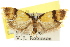  ( - CCDB-15772-B09)  @11 [ ] CreativeCommons - Attribution (2011) ANIC/CBG Photography Group Centre for Biodiversity Genomics