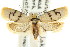  ( - CCDB-15772-D03)  @11 [ ] CreativeCommons - Attribution (2011) ANIC/CBG Photography Group Centre for Biodiversity Genomics
